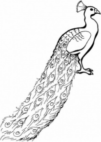 Disegno di pavone da stampare e colorare 32