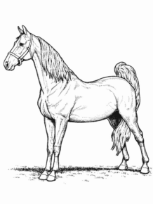 Disegno di cavallo da stampare e colorare 84