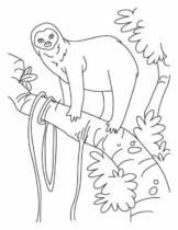 Disegni di Bradipi da colorare