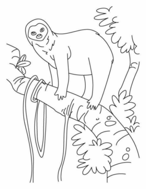 Disegno di bradipo da stampare e colorare 4