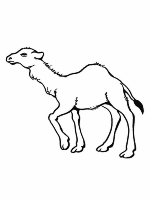 Disegno di dromedario da stampare e colorare 7