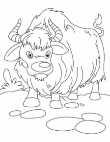 Disegno di bufalo da stampare e colorare 9