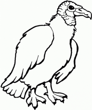 Disegno di uccello da stampare e colorare 108