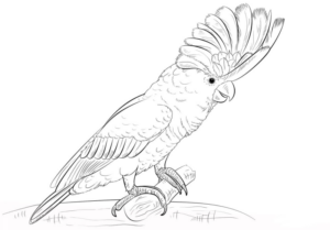 Disegno di pappagallo da stampare e colorare 104