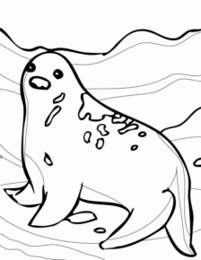 Disegno di foca da stampare e colorare 7