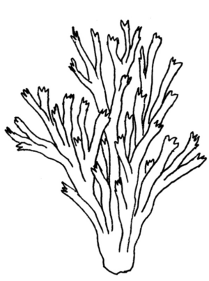 Disegno di corallo da stampare e colorare 1