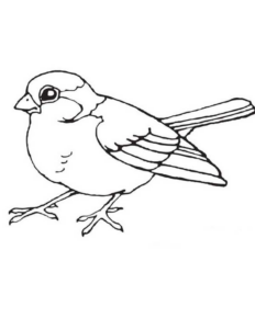Disegno di uccello da stampare e colorare 10