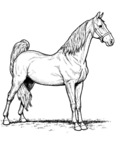 Disegno di cavallo da stampare e colorare 148