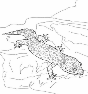 Disegno di lucertola da stampare e colorare 30