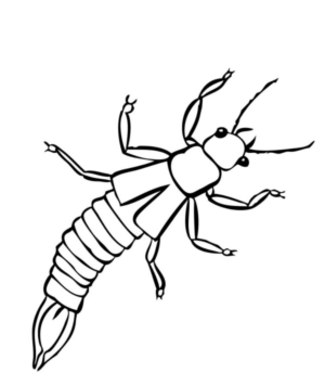 Disegno di coleottero da stampare e colorare 13