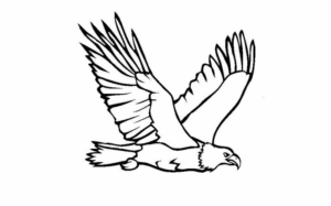 Disegno di aquila da stampare e colorare 28