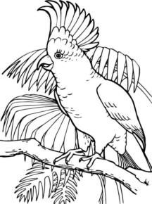 Disegno di pappagallo da stampare e colorare 22