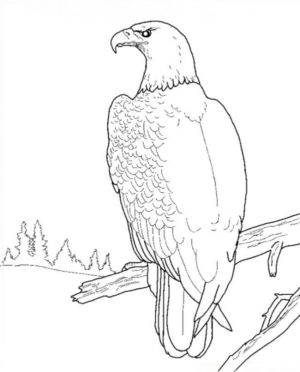 Disegno di aquila da stampare e colorare 15