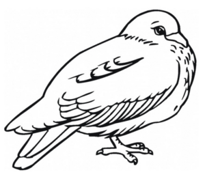 Disegno di colomba da stampare e colorare 16