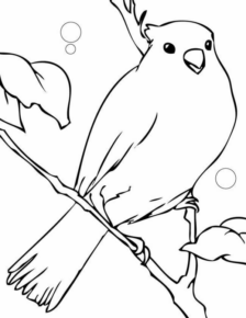 Disegno di passero da stampare e colorare 42