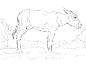 Disegno di asino da stampare e colorare 6