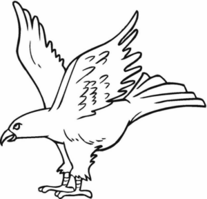 Disegno di aquila da stampare e colorare 21