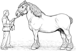 Disegno di cavallo da stampare e colorare 72