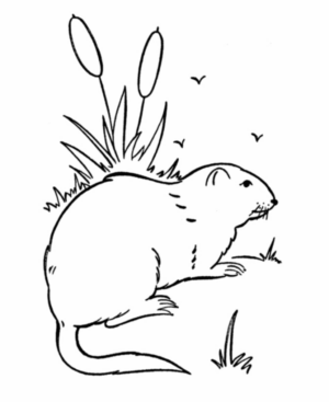 Disegno di lontra da stampare e colorare 1
