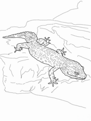 Disegno di lucertola da stampare e colorare 24