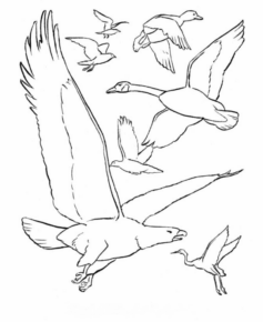 Disegno di uccello da stampare e colorare 41