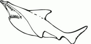 Disegno di squalo da stampare e colorare 74