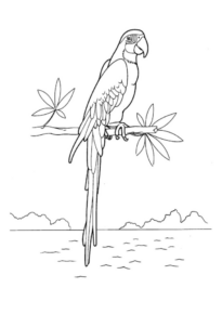Disegno di pappagallo da stampare e colorare 115