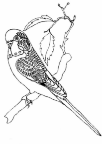 Disegno di pappagallo da stampare e colorare 165