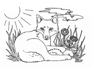 Disegno di volpe da stampare e colorare 39