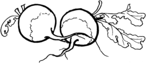 Disegno di rapa da stampare e colorare 7