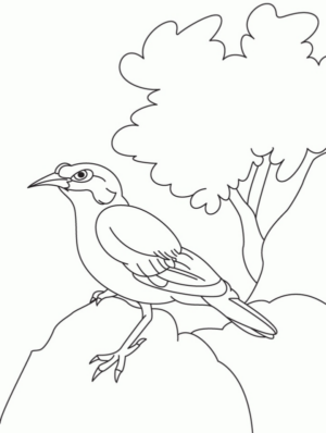 Disegno di passero da stampare e colorare 83