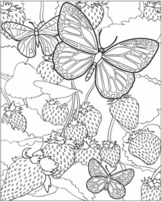 Disegno di farfalla da stampare e colorare 162