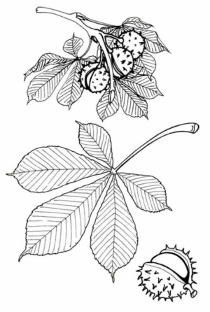 Disegno di foglia da stampare e colorare 17