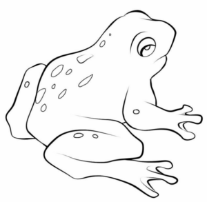 Disegno di rana da stampare e colorare 111