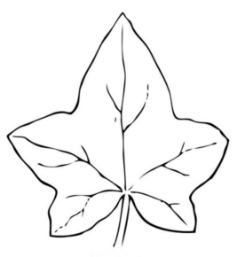 Disegno di foglia da stampare e colorare 22
