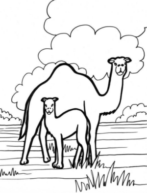 Disegno di dromedario da stampare e colorare 3