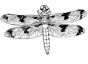 Disegno di libellula da stampare e colorare 48