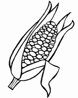 Disegno di pannocchia di mais da stampare e colorare 4