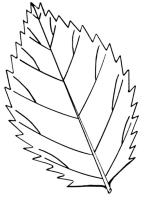 Disegno di foglia da stampare e colorare 184