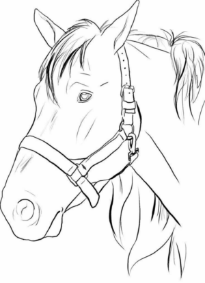 Disegno di cavallo da stampare e colorare 216
