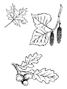 Disegno di foglia da stampare e colorare 150
