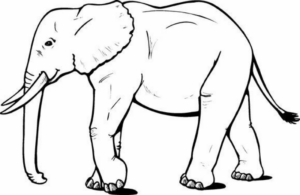 Disegno di elefante da stampare e colorare 30