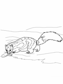 Disegno di procione da stampare e colorare 23