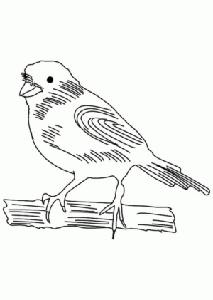 Disegno di passero da stampare e colorare 9