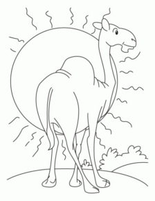 Disegno di dromedario da stampare e colorare 19