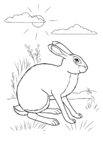 Disegno di coniglio da stampare e colorare 141