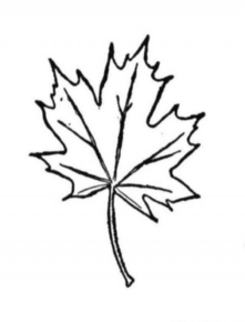 Disegno di foglia da stampare e colorare 87