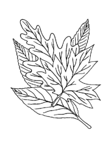 Disegno di foglia da stampare e colorare 148