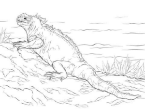 Disegno di iguana da stampare e colorare 8