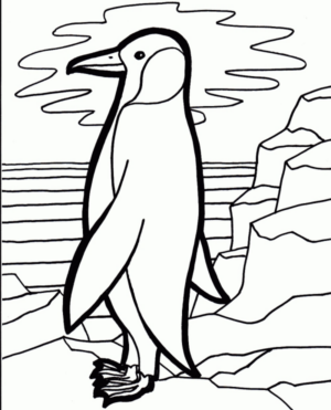 Disegno di pinguino da stampare e colorare 48